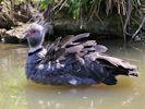 Crested Screamer (WWT Slimbridge May 2013) - pic by Nigel Key